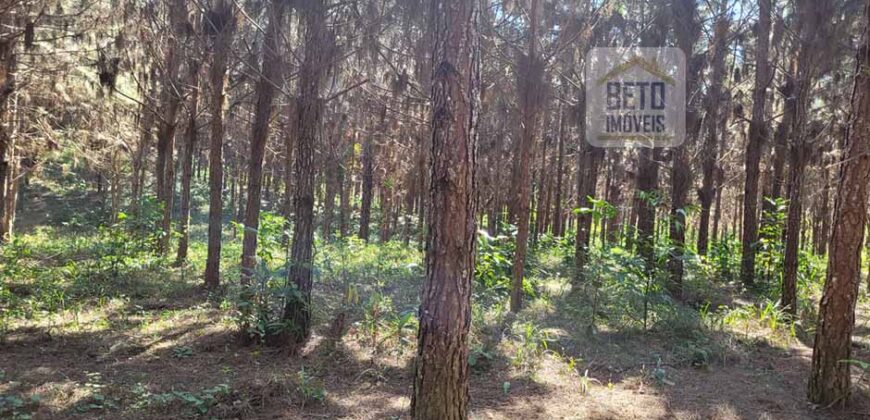 Fazenda Excelente Mansão e Dupla Aptidão Pasto e Plantio | Juquiá e Registro/ SP