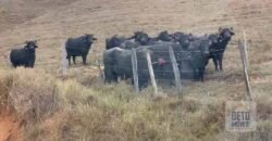 Fazenda p Pastagem c/ Toda Estrutura 37alqueires | Campos dos Goytacazes/ RJ