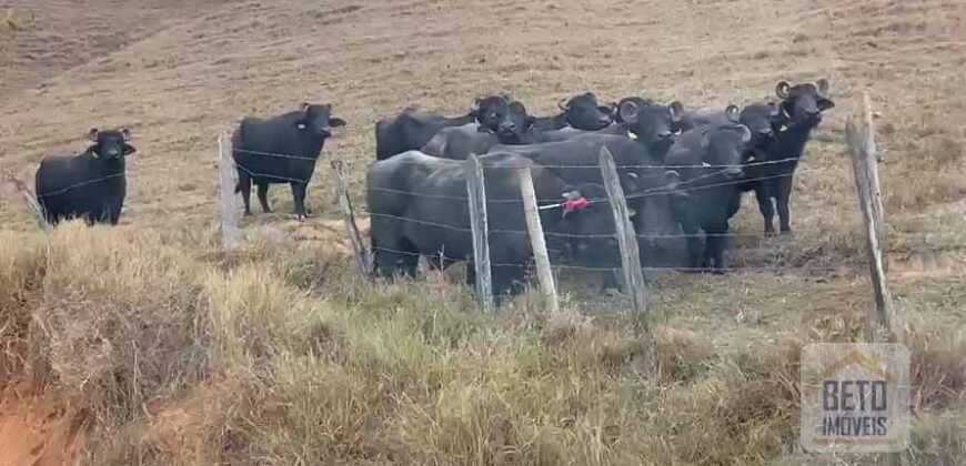 Fazenda p Pastagem c/ Toda Estrutura 37alqueires | Campos dos Goytacazes/ RJ
