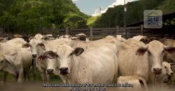 Fazenda de Criação de Gado de Corte com 320 hectares | Palma – MG