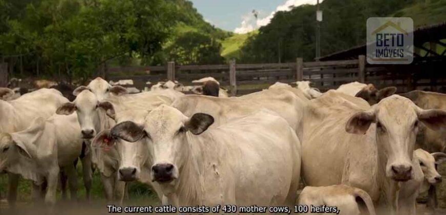 Fazenda de Criação de Gado de Corte com 320 hectares | Palma – MG