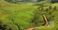 Fazenda de Criação de Gado de Corte com 320 hectares | Palma – MG