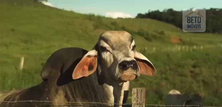 Fazenda de Criação de Gado de Corte com 320 hectares | Palma – MG