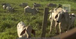 Fazenda de Criação de Gado de Corte com 320 hectares | Palma – MG