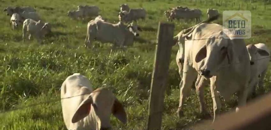 Fazenda de Criação de Gado de Corte com 320 hectares | Palma – MG