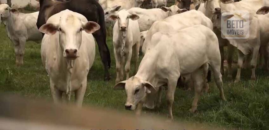 Fazenda de Criação de Gado de Corte com 320 hectares | Palma – MG