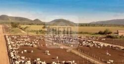 Mega Fazenda para venda 83.000 alqueires | Zona Rural – Lizarda – TO