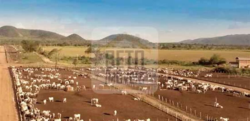 Mega Fazenda para venda 83.000 alqueires | Zona Rural – Lizarda – TO