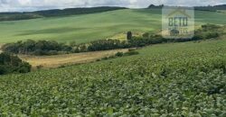 Fazenda de Café com 5.000 hectares | Região de Varginha/ MG