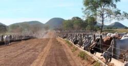Mega Fazenda para venda 83.000 alqueires | Zona Rural – Lizarda – TO