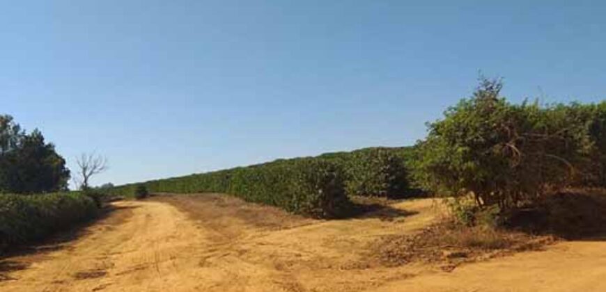 Fazenda de Café com 5.000 hectares | Região de Varginha/ MG