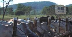 Mega Fazenda para venda 83.000 alqueires | Zona Rural – Lizarda – TO