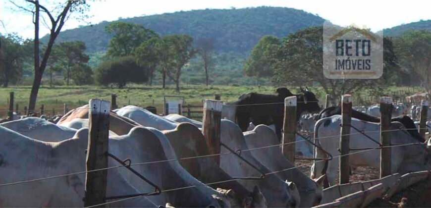 Mega Fazenda para venda 83.000 alqueires | Zona Rural – Lizarda – TO