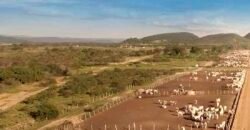 Mega Fazenda para venda 83.000 alqueires | Zona Rural – Lizarda – TO