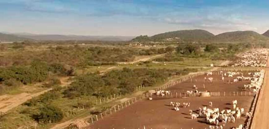 Mega Fazenda para venda 83.000 alqueires | Zona Rural – Lizarda – TO