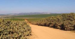 Fazenda de Café com 5.000 hectares | Região de Varginha/ MG