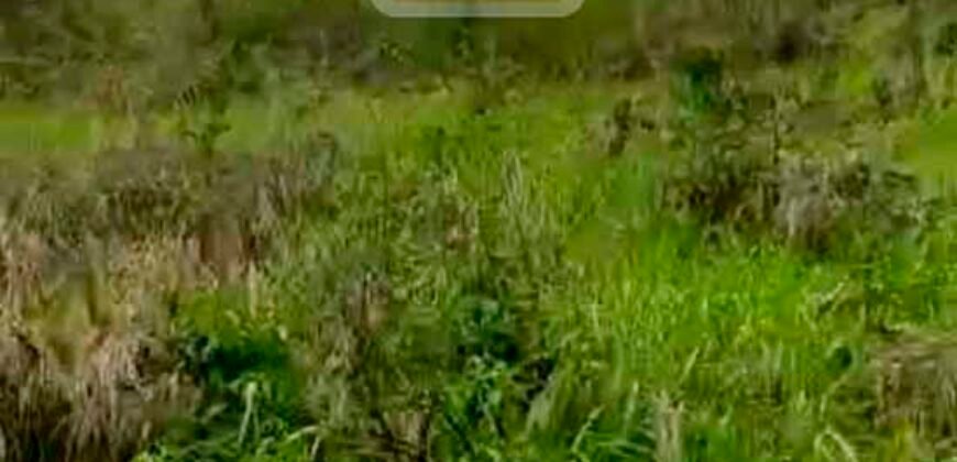 Fazenda para lavoura com 83.000 alqueires | Zona Rural – Lizarda – TO