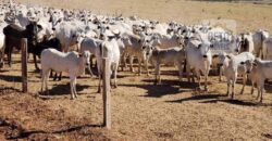 Fazenda Excelente Logística 17.000 hectares Lavoura Soja e Algodão | Água Boa – MT