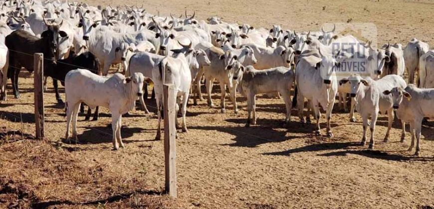 Fazenda Excelente Logística 17.000 hectares Lavoura Soja e Algodão | Água Boa – MT