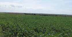 Fazenda Excelente Logística 17.000 hectares Lavoura Soja e Algodão | Água Boa – MT