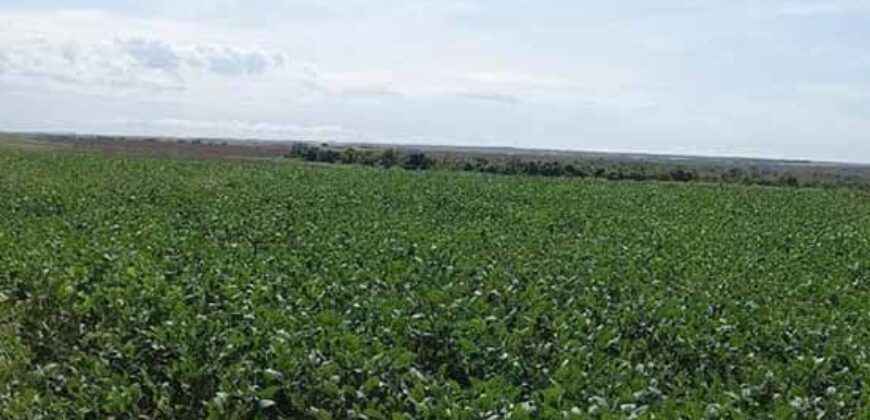 Fazenda Excelente Logística 17.000 hectares Lavoura Soja e Algodão | Água Boa – MT