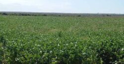 Fazenda Excelente Logística 17.000 hectares Lavoura Soja e Algodão | Água Boa – MT