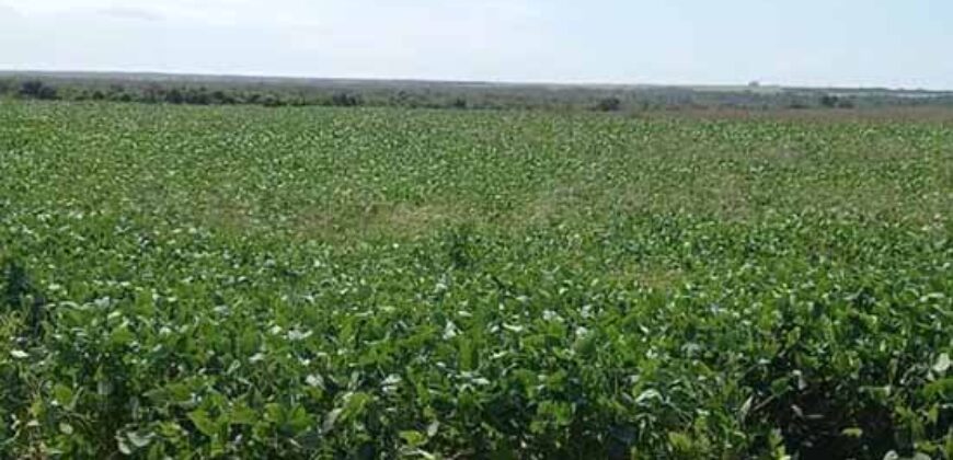 Fazenda Excelente Logística 17.000 hectares Lavoura Soja e Algodão | Água Boa – MT