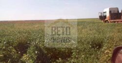 Fazenda Excelente Logística 17.000 hectares Lavoura Soja e Algodão | Água Boa – MT