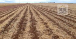 Fazenda Excelente Logística 17.000 hectares Lavoura Soja e Algodão | Água Boa – MT
