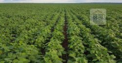 Fazenda Excelente Logística 17.000 hectares Lavoura Soja e Algodão | Água Boa – MT
