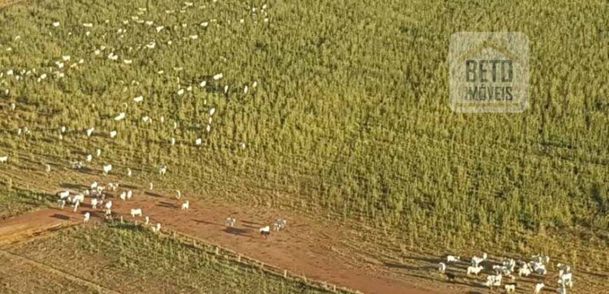 Fazenda Excelente Logística 17.000 hectares Lavoura Soja e Algodão | Água Boa – MT