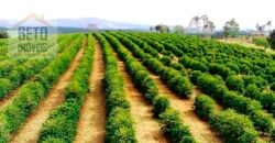 Fazenda de Café ativa 100% mecanizada com açude e nascente | Alfenas/ MG