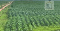 Excelente Fazenda com pista de pouso e 17.125 hectares | Araguaína/ TO