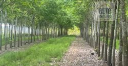 Excelente Fazenda com pista de pouso e 17.125 hectares | Araguaína/ TO