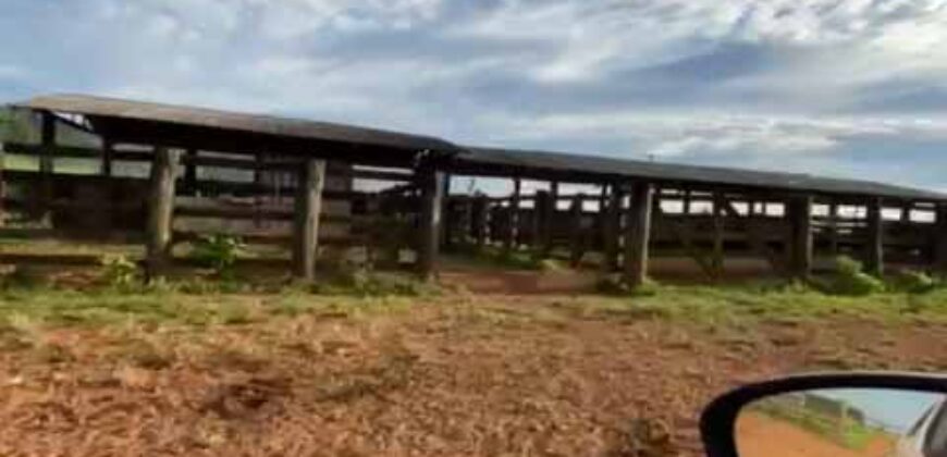 Fazenda com 2.200 hectares pronta para Pasto e lavoura | Guarantã do Norte/ MT