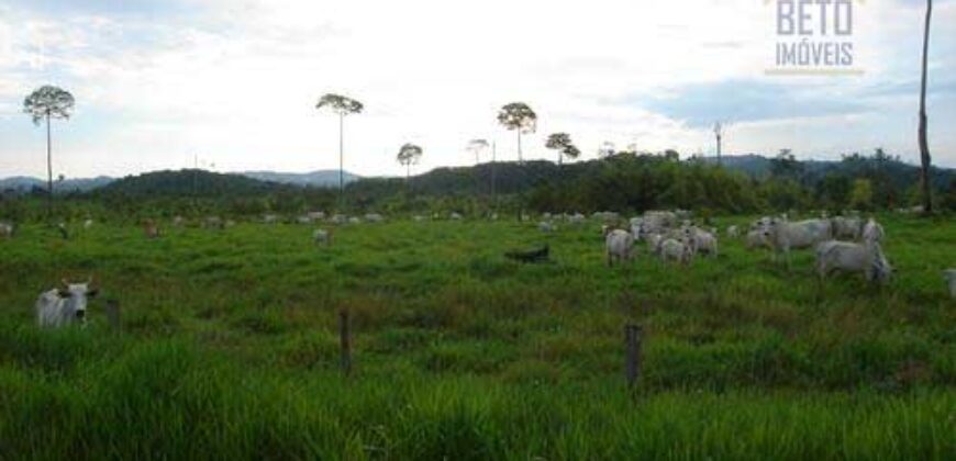 Fazenda c/ Rebanho 25mil cabeças de gado, avião e pista de pouso | Rondolândia/ MT