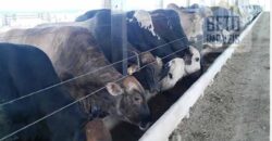 Fazenda TOP Produtiva Lavoura Pasto 46.623 hectares e Pista de Pouso | Paragominas/ PA