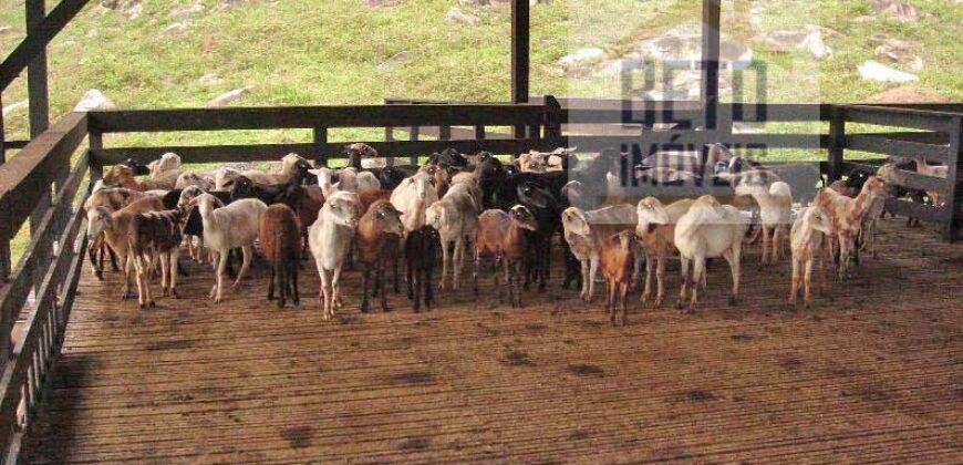 Fazenda c/ Rebanho 25mil cabeças de gado, avião e pista de pouso | Rondolândia/ MT