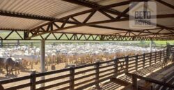 Fazenda para pastagem com 7500 cabeças de gado e próximo à cidade | Marabá – PA