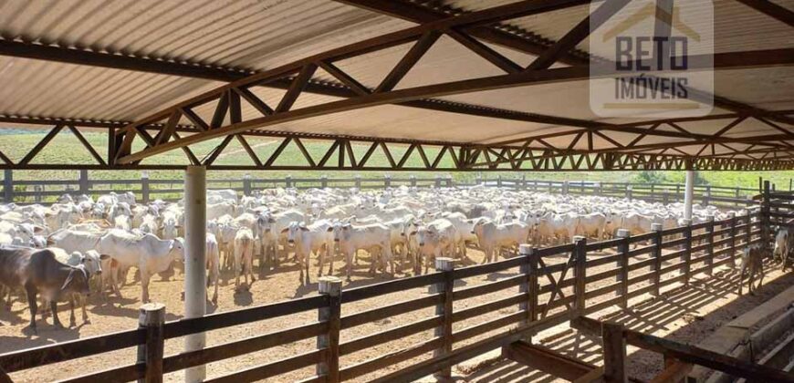 Fazenda para pastagem com 7500 cabeças de gado e próximo à cidade | Marabá – PA