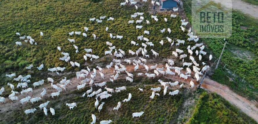 Fazenda para pastagem com 7500 cabeças de gado e próximo à cidade | Marabá – PA