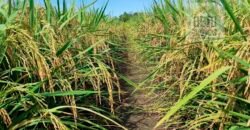 Fazenda para lavoura e pasto com toda infraestrutura 29.739 hectares | Bacia do Araguia – TO