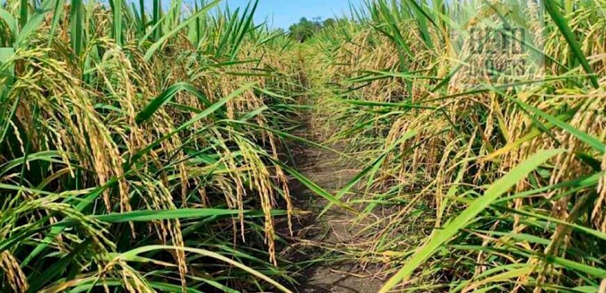 Fazenda para lavoura e pasto com toda infraestrutura 29.739 hectares | Bacia do Araguia – TO