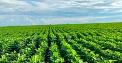 Fazenda para lavoura e pasto com toda infraestrutura 29.739 hectares | Bacia do Araguia – TO