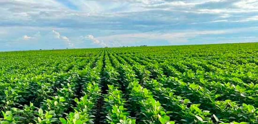 Fazenda para lavoura e pasto com toda infraestrutura 29.739 hectares | Bacia do Araguia – TO