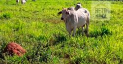 Fazenda para lavoura e pasto com toda infraestrutura 29.739 hectares | Bacia do Araguia – TO