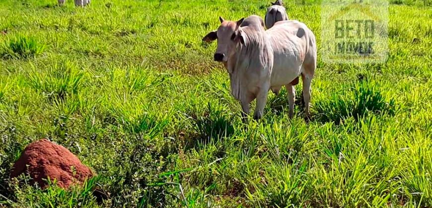 Fazenda para lavoura e pasto com toda infraestrutura 29.739 hectares | Bacia do Araguia – TO