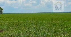 Fazenda para lavoura e pasto com toda infraestrutura 29.739 hectares | Bacia do Araguia – TO