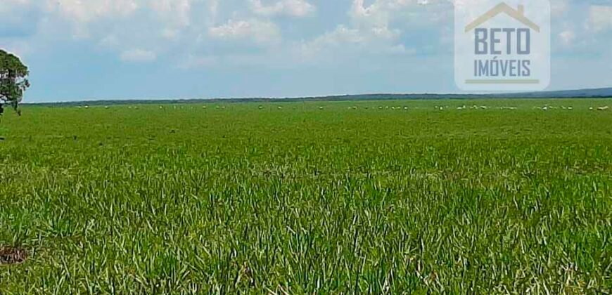Fazenda para lavoura e pasto com toda infraestrutura 29.739 hectares | Bacia do Araguia – TO