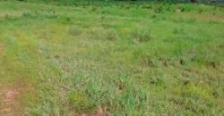 Fazenda para lavoura e pasto com toda infraestrutura 29.739 hectares | Bacia do Araguia – TO